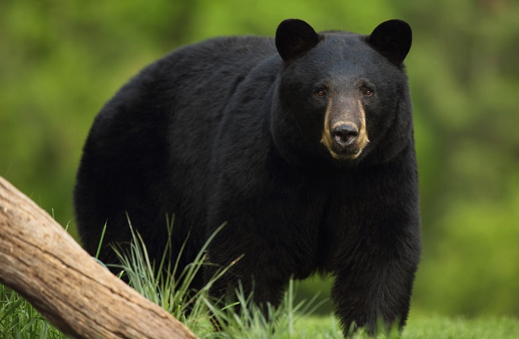 bear