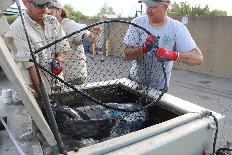 MISSISSIPPI RIVER MONSTERS CATFISH TOURNAMENT (138)