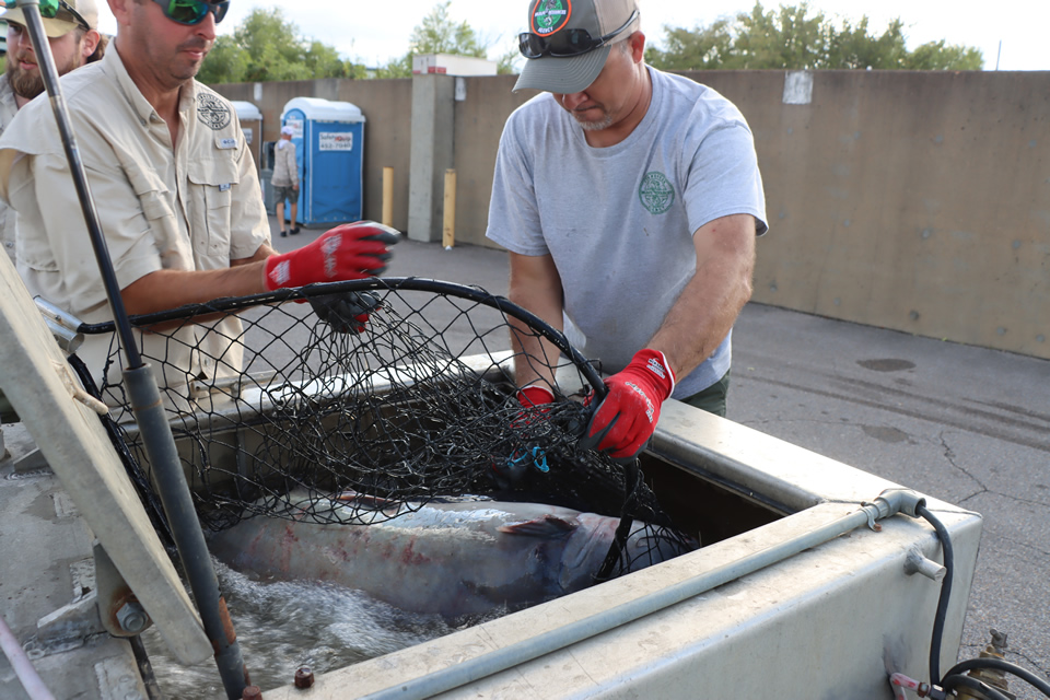 MISSISSIPPI RIVER MONSTERS CATFISH TOURNAMENT (139)