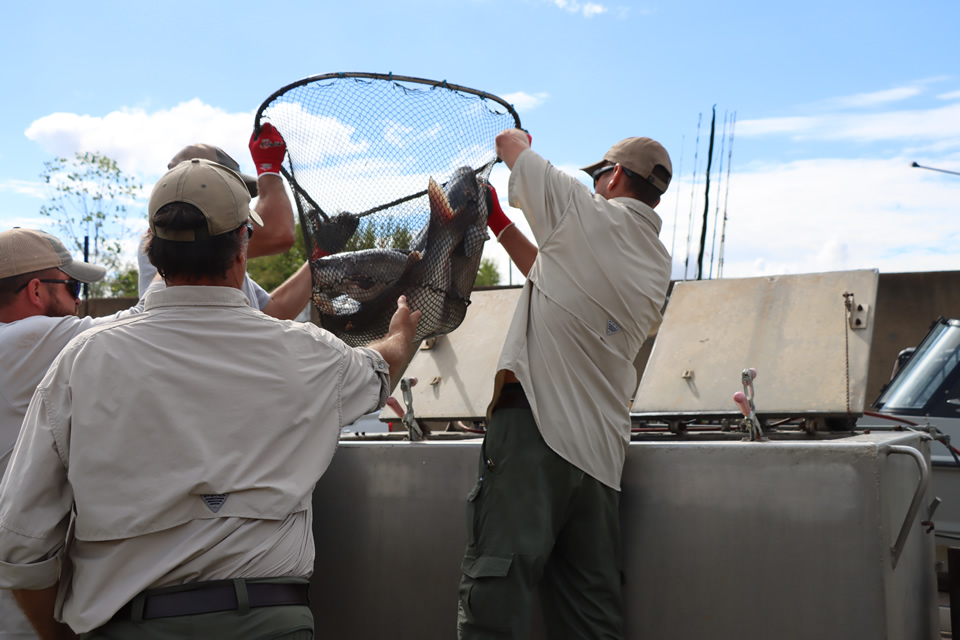 MISSISSIPPI RIVER MONSTERS CATFISH TOURNAMENT (39)