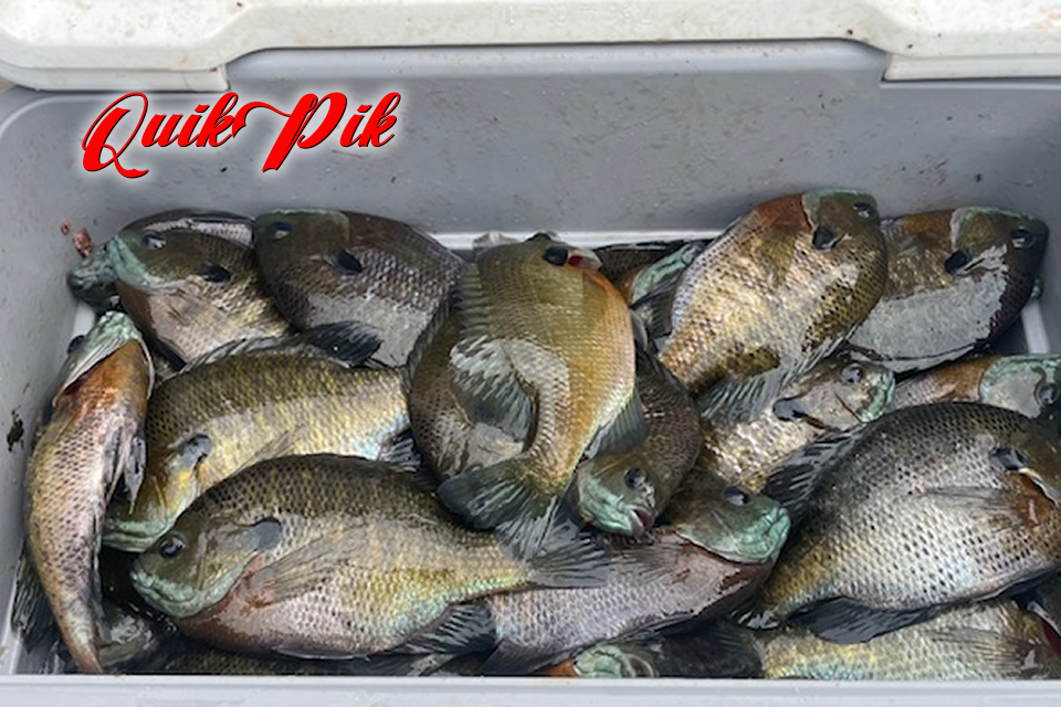 BLUE BANK BREAM FEST